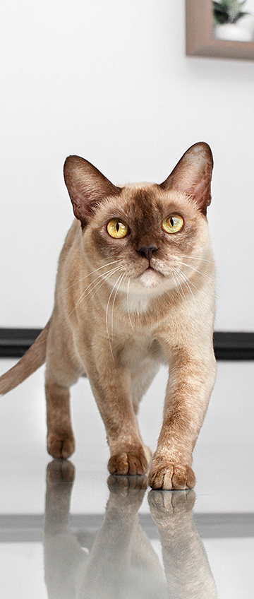 Gato branco andando em direção reta