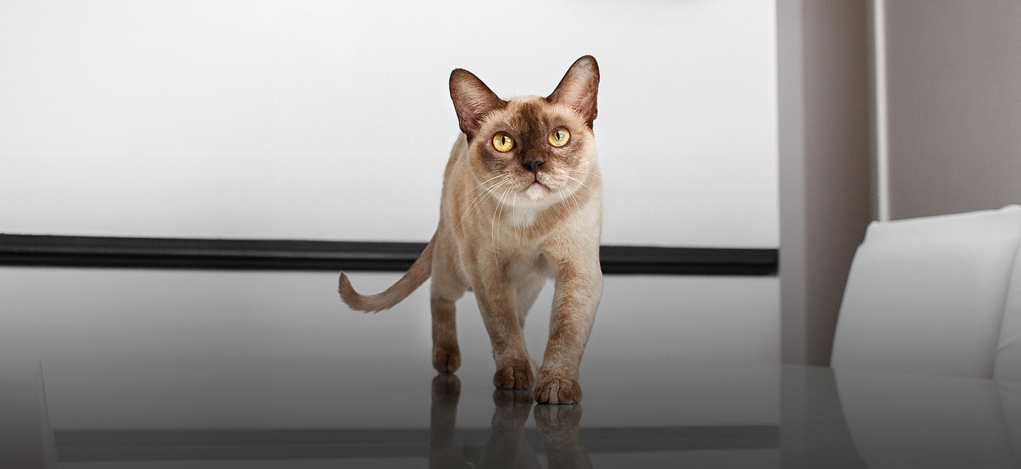 Gato branco andando em direção a câmera