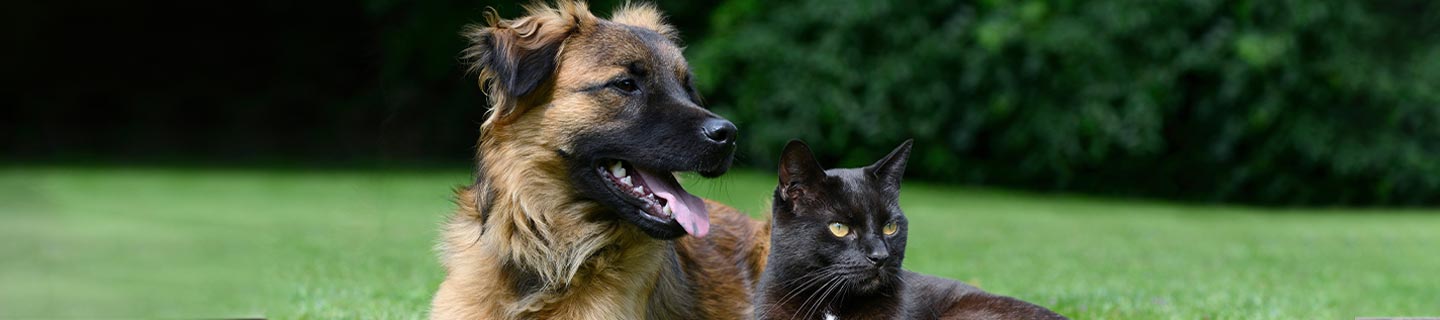 Cão e gato bem próximos