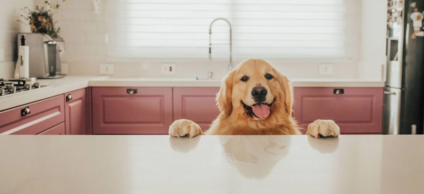 produtos cão frontline