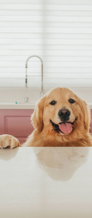 produtos cão frontline