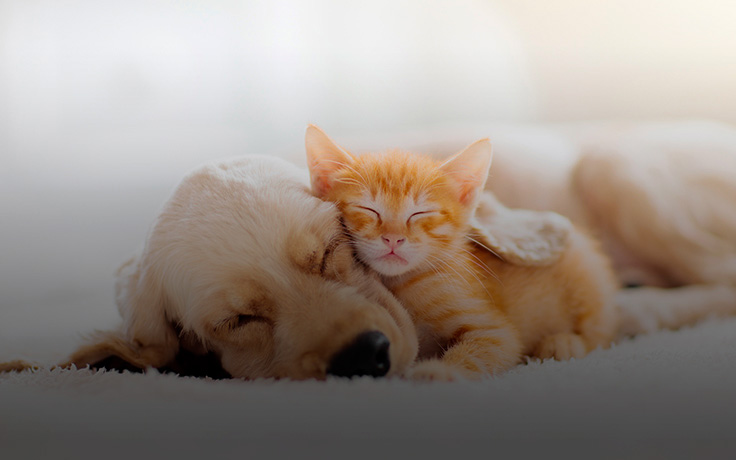 Cão e Gato Filhotes