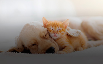 Cão e Gato Filhotes